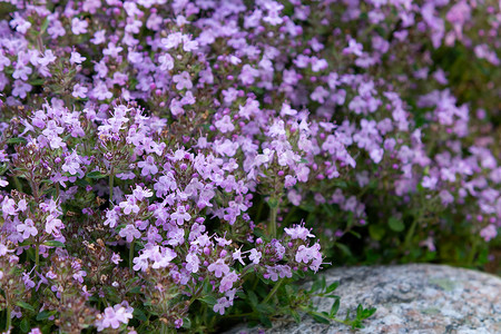 地被植物在花园的床上盛开紫色的花百里香，特写，柔和的选择性焦点