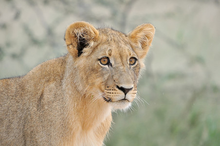 幼狮摄影照片_卡拉哈里沙漠中的幼狮 2