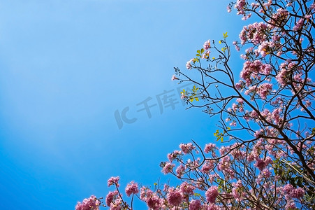 粉色的樱桃花摄影照片_在蓝天背景的樱桃花