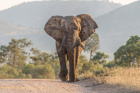 牧者摄影照片_泥泞的非洲大象在 roa 中走向相机