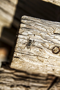 阳光下木板上的蜘蛛
