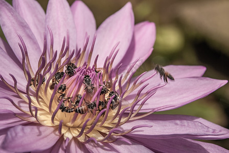 美丽的紫色莲花背景和白天的蜜蜂，热带莲花的特写镜头。