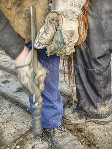 铁匠或兽医在有缺陷的马蹄上工作。