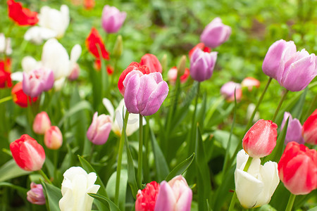 颜色鲜艳摄影照片_公园或 ga 花圃中美丽鲜艳的多彩多姿的郁金香