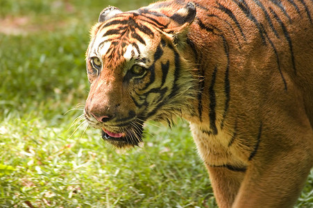 老虎的爪子摄影照片_一只老虎的肖像