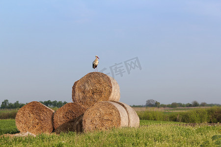 早上遛鸟摄影照片_站在稻草捆上的白鹳