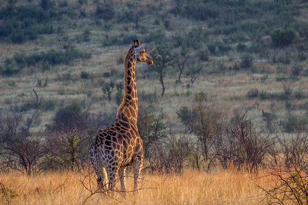 漂亮长颈鹿摄影照片_享受早晨阳光的长颈鹿