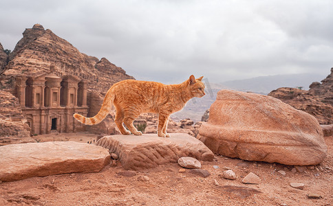 小橙猫在红色岩石上行走，佩特拉约旦的山景，有修道院建筑背景