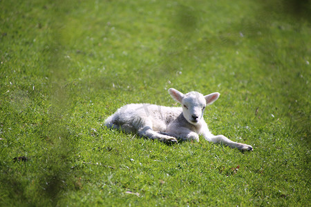 绵羊、母亲和小羊在威尔士的春天。