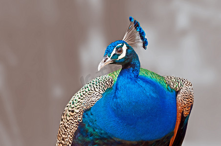 Bird_Indian Peafowl_Pavo cristatus_close up_isolated on out of f 鸟