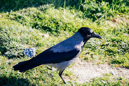 乌鸦属中的蒙面乌鸦 Corvus cornix