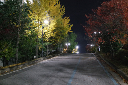 夜景树木摄影照片_铺砌的人行道或两侧有树木的步行道的夜景