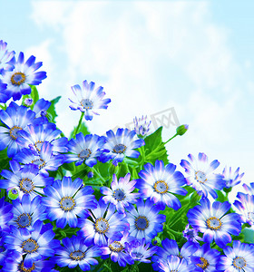 蓝色花卉边框摄影照片_花卉雏菊边框