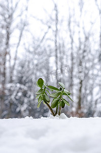 春天到冬天摄影照片_冬天从雪中长出来的植物