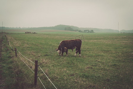 福牛摄影照片_雾蒙蒙的乡村景观中的赫里福德牛