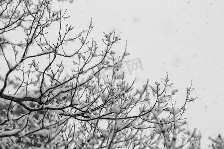 日本阿尔卑斯山摄影照片_没有叶子的积雪的冬天树