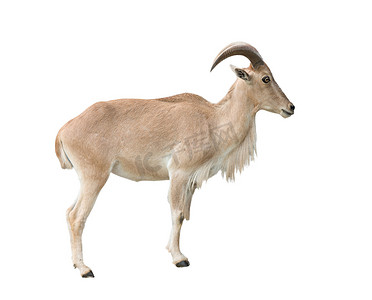 雌性巴巴里羊 (Ammotragus lervia)