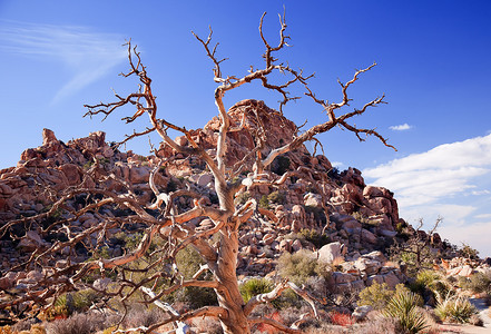 Dead Twisted Tree Hidden Valley Mojave Desert 约书亚树国家