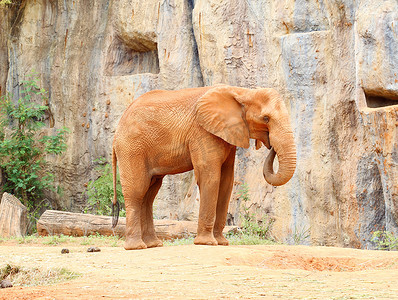 大象耳朵摄影照片_站立在含沙土壤的非洲大象