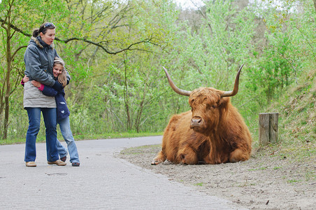 妈妈和女儿散步看高地公牛