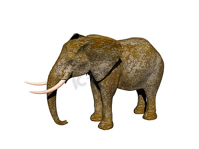 大象耳朵摄影照片_长牙的灰色大象