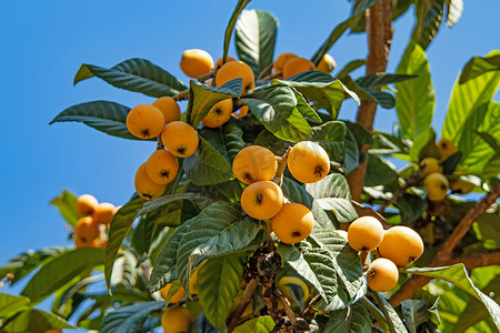 淘宝枇杷摄影照片_绿叶树上成熟的枇杷果