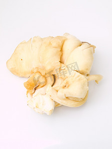 “Sarjor-caju 蘑菇，Pleurotus sajor-caju（Fr.）唱歌，隔离”