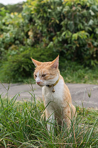 猫坐在草地上。