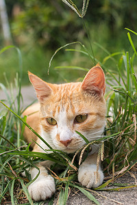 猫免费摄影照片_躺在草地上的猫。