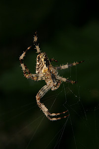 欧洲园林摄影照片_欧洲花园蜘蛛 (Araneus diadematus)