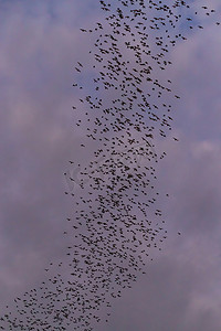 一群小鸭子卡通摄影照片_在傍晚的背景下，一群蝙蝠正飞来飞去寻找暮色天空的食物。