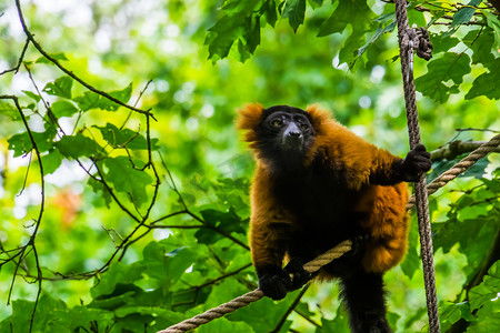 一只红领狐猴在绳索中攀爬的特写，可爱的热带猴子，来自马达加斯加的极度濒危动物