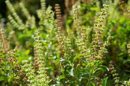 花园中绿色、新鲜、枯萎的罗勒花（Ocimum basilicum），特写和微距拍摄，抽象模糊背景