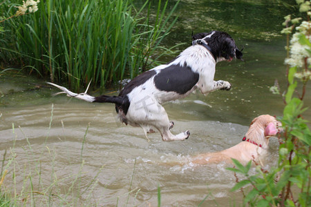 英国史宾格犬跳入水中