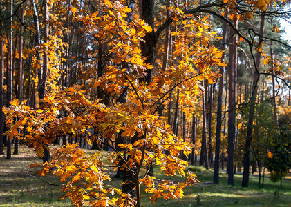 秋季景观：公园里的秋树，树叶黄黄。