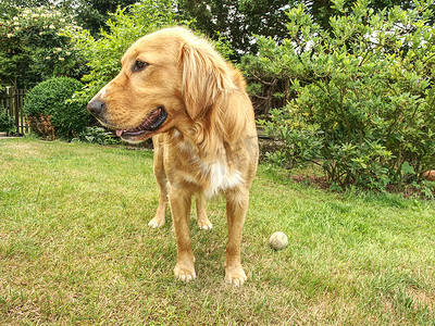 金毛猎犬是非常聪明的狗，忠诚友善