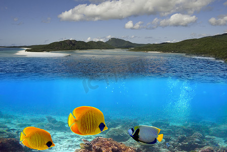 圣灵群岛的海底海洋生物