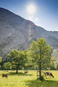 阿尔卑斯奶牛摄影照片_阿尔卑斯山的牛群