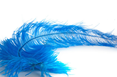 一根蓝色的羽毛