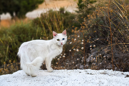 流浪猫摄影照片_大自然中一只眼睛颜色不同的白猫