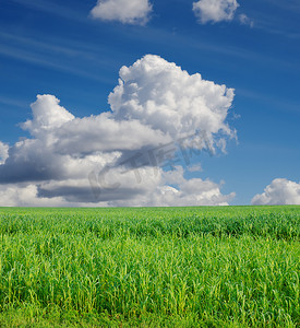 田野与绿色苏丹草在深蓝的天空下与云
