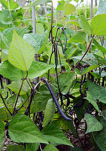 烘炒蚕豆摄影照片_分配地中带有深紫色豆荚的矮扁扁豆