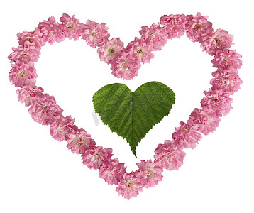 小玫瑰摄影照片_白色背景中粉色玫瑰心中的绿色床单