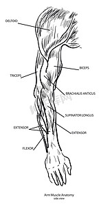 手臂肌肉解剖