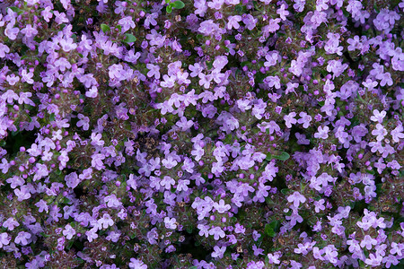 地被植物在花园的床上盛开紫色的花百里香，特写