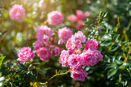 夏天在花园里的玫瑰园里美丽的粉红色玫瑰。
