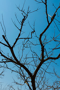 无云的蓝天背景中干树的轮廓