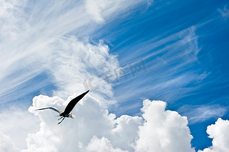 飞翔的鸟儿在令人惊叹的蓝天上飞翔，云彩自由骗局