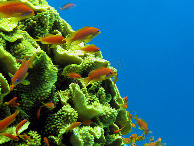 珊瑚礁与大黄珊瑚 Turbinaria reniformis 与异国情调的鱼 anthias 在热带海