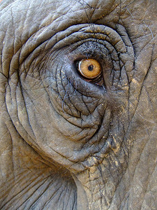大象的眼睛 (Elephas maximus)